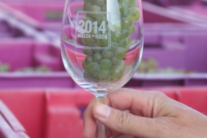 Chardonnay 5 August 2014
