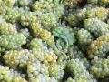 Chardonnau crop