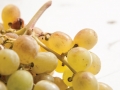 girgentina-berries