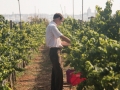 Vineyard inspection
