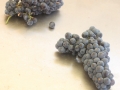 Cabernet Franc
