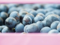 black-syrah-berries