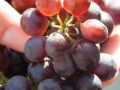 purplish-syrah-berries