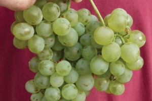 Vermentino 26 August 2014