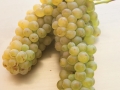 viognier-hauteville