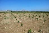 Vines in Zebbug